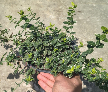 Noutati - Euonymus Gaiety in ghiveci
