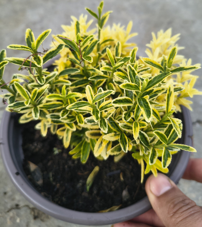 Noutati - Euonymus Aureum in ghiveci