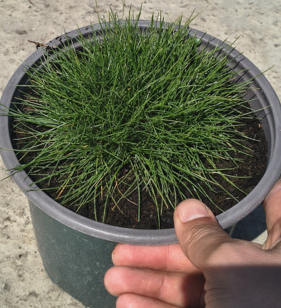 Ierburi decorative - Festuca gautieri in ghiveci
