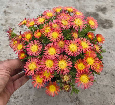 Floare de cristal in ghiveci - Delosperma [0]