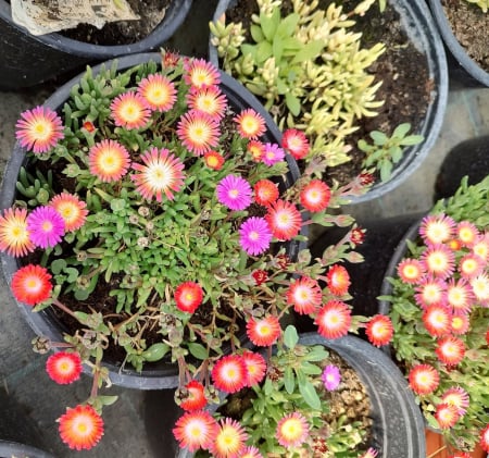 Toate Florile - Floare de cristal in ghiveci - Delosperma
