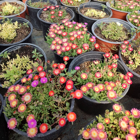 Floare de cristal in ghiveci - Delosperma [1]