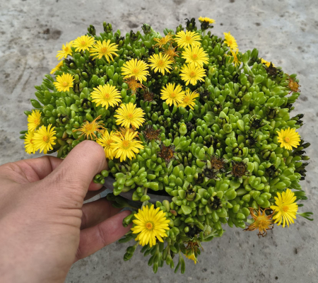 Plante suculente - Floare de cristal in ghiveci - Delosperma