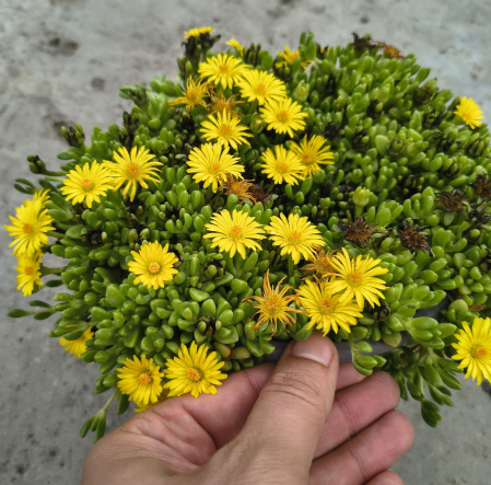 Floare de cristal in ghiveci - Delosperma [1]