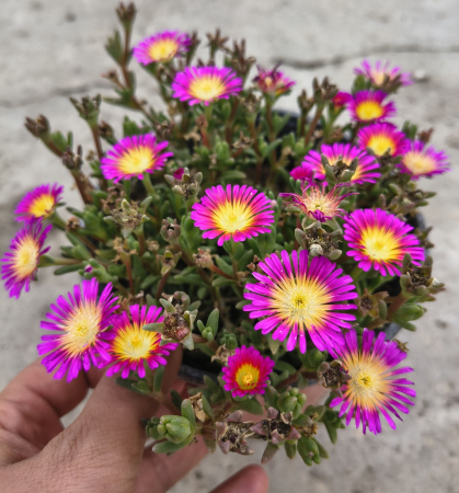 Plante suculente - Floare de cristal in ghiveci - Delosperma