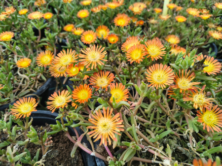 Floare de cristal in ghiveci - Delosperma