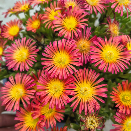 Floare de cristal in ghiveci - Delosperma [1]