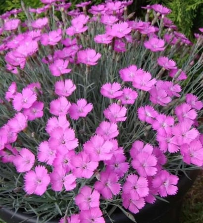 Toate Florile - Garofite de stanca in ghiveci