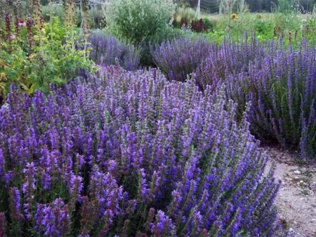 Flori - Isop in ghiveci - DeLaAndrei.ro