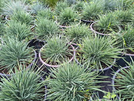 Ierburi decorative - koeleria glauca in ghiveci