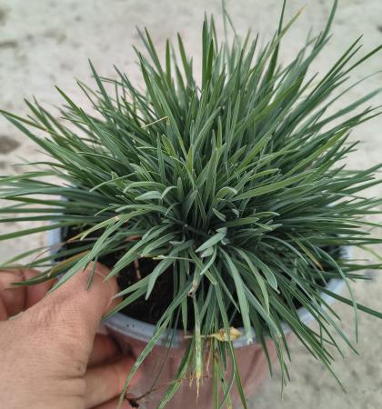 koeleria glauca in ghiveci [1]