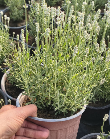 Flori - Lavanda alba in ghiveci