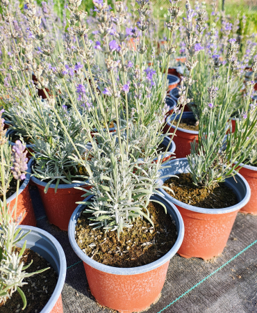 Lavanda augustifolia (english) in ghiveci [1]