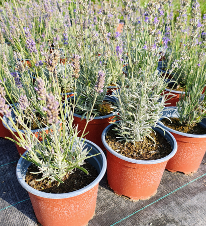 Flori - Lavanda augustifolia (english) in ghiveci
