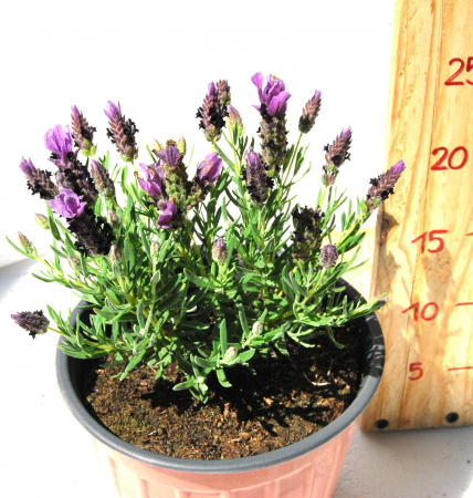 Flori - Lavanda Stoechas roz in ghiveci
