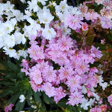 Toate Florile - Lewisia Cotyledon in ghiveci