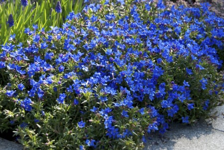 Toate Florile - Lithodora fruticosa heavenly blue  in ghiveci