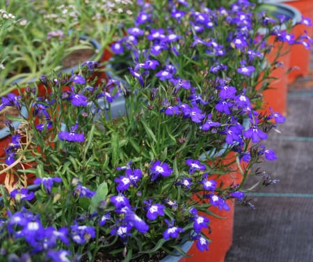 Lobelia curgatoare in ghiveci [1]