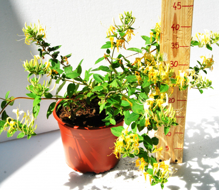 Toate Florile - Mana maicii domnului, caprifoi, Lonicera Japonica in ghiveci