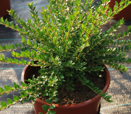 Noutati - Lonicera verde in ghiveci
