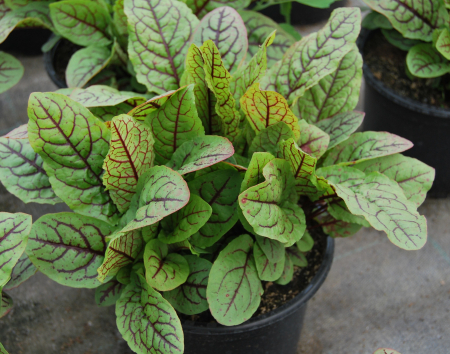Plante Aromatice - macris rosu in ghiveci