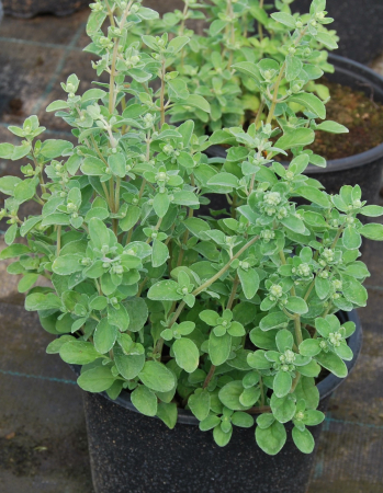 Plante Aromatice - Maghiran in ghiveci