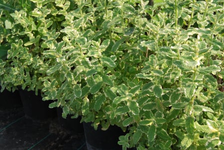 Plante Aromatice - menta ananas, frunze variegate