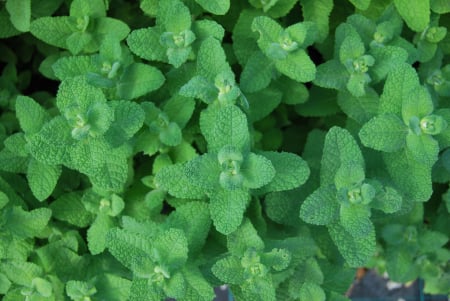 Menta Egipteana in ghiveci [4]