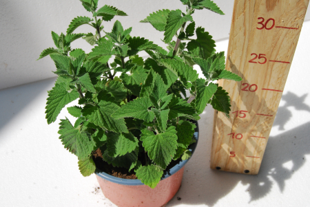 Menta Pisicii in ghiveci [1]