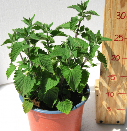 Plante Aromatice - Menta Pisicii in ghiveci