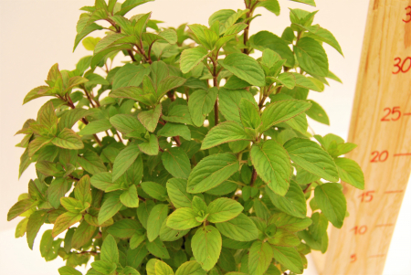 menta romaneasca in ghiveci [2]