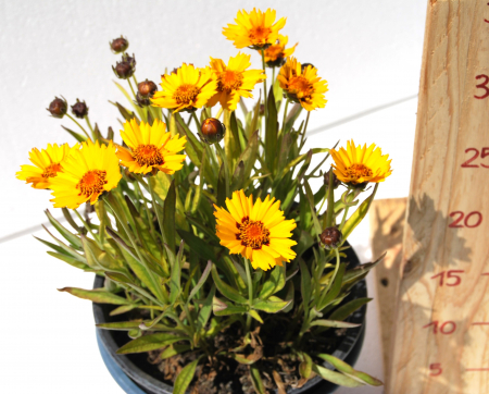 Toate Florile - Ochiul fetei - Coreopsis grandiflora - in ghiveci