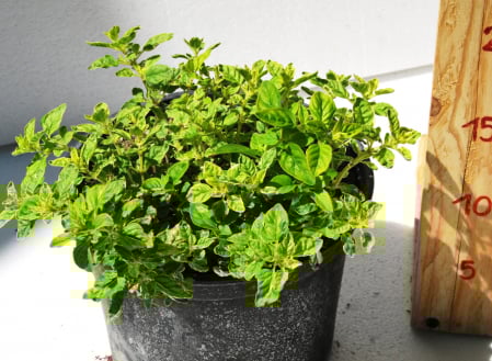 Oregano - Oregano variegat galben in ghiveci