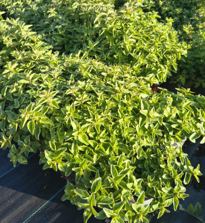 Oregano in ghiveci [3]