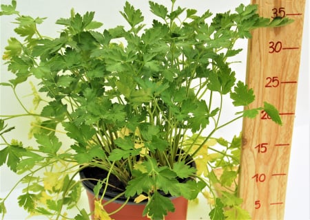 Plante Aromatice - Patrunjel comun in ghiveci
