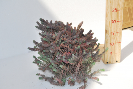Noutati - Petrosedum ochroleucum Niederle