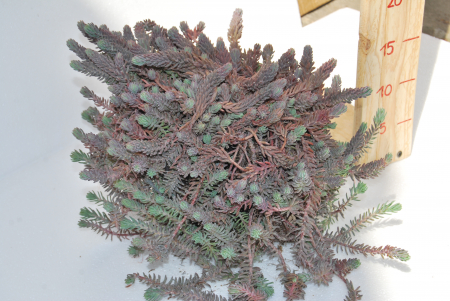 Petrosedum ochroleucum Niederle [1]