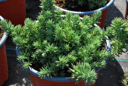 Covor verde - petrosedum rupestre