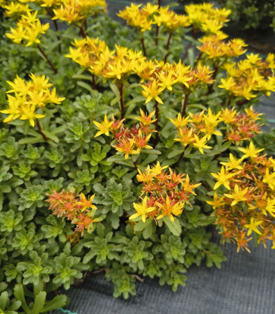 Covor verde - Phedimus aizoon in ghiveci mare
