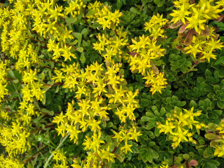 Phedimus kamtschaticus in ghiveci mare [3]