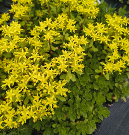 Plante suculente - Phedimus kamtschaticus in ghiveci mare