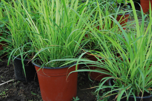 Citronela (Lemon grass) - Citronela (Lemon grass) in ghiveci