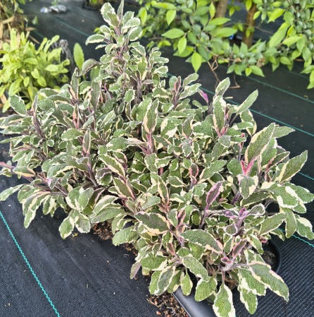 Salvie variegata alba in ghiveci [3]