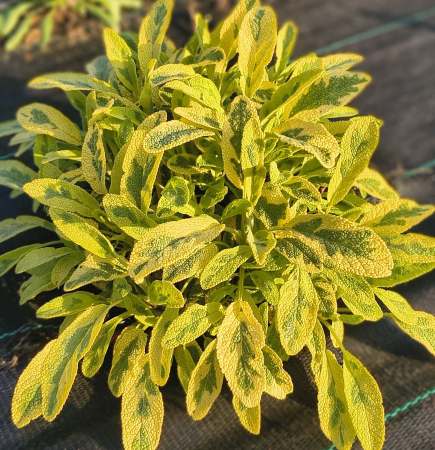 Salvie galbena variegata in ghiveci [4]