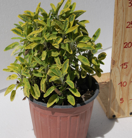 Salvie - Salvie galbena variegata in ghiveci