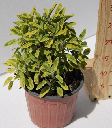 Salvie galbena variegata in ghiveci [1]