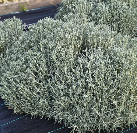 Santolina, lavanda galbena in ghiveci [4]