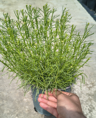 Toate Florile - Santolina viridis olivenkraut in ghiveci