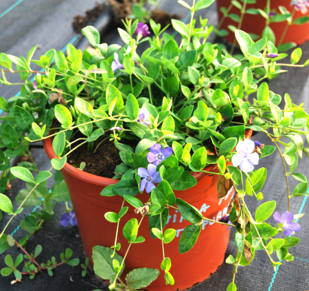 Flori - Saschiu, vinca mov in ghiveci