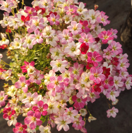 Toate Florile - Saxifraga in ghiveci - DeLaAndrei.ro